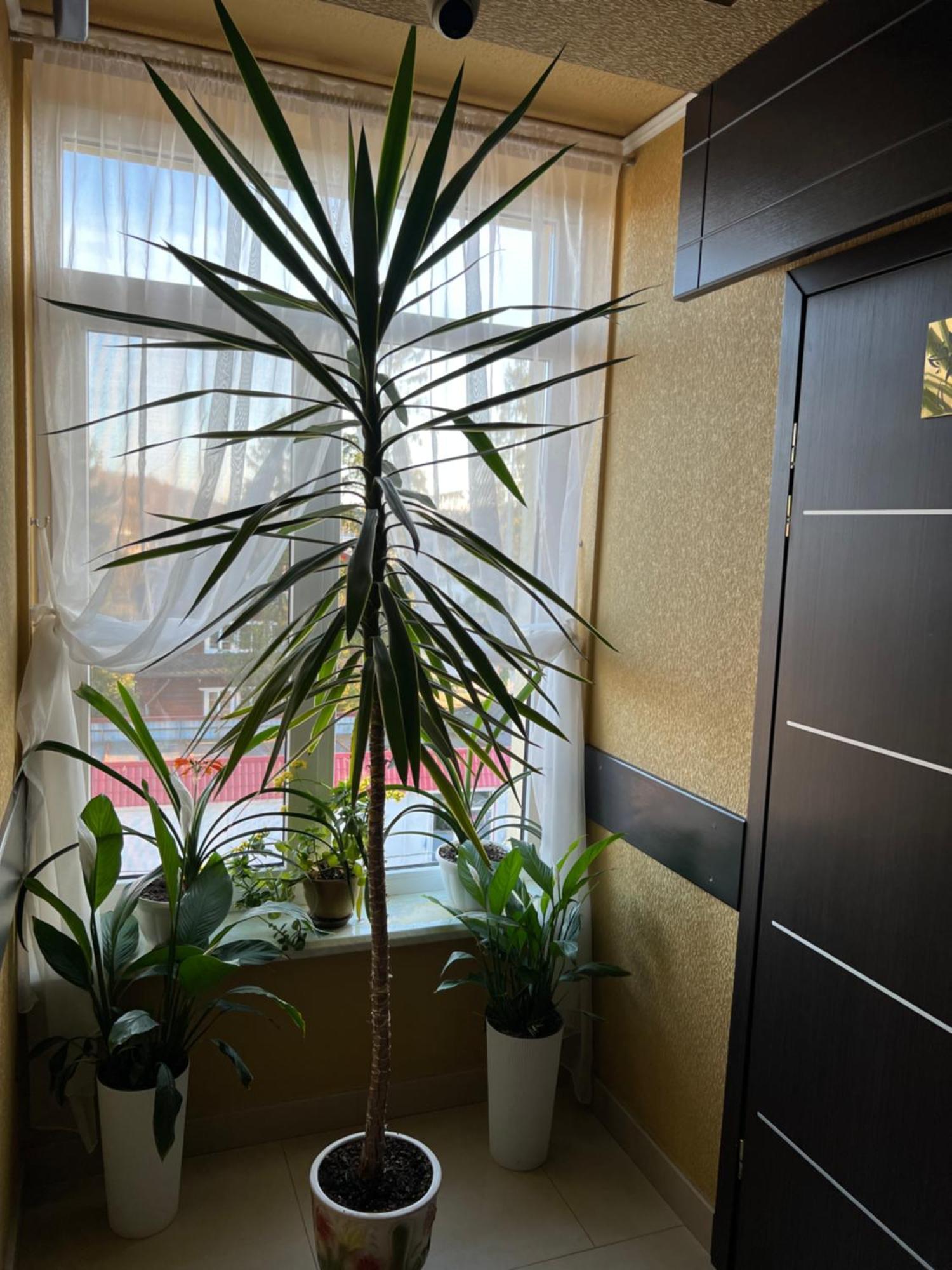Готель Парк Morshyn Exterior foto